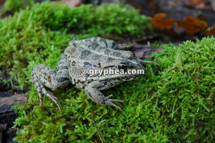 Grenouille - gryphea.org